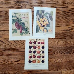 3 Vintage Botanical Fruit Art Prints Made Italy Lemon Cherry Picture Wall Decor